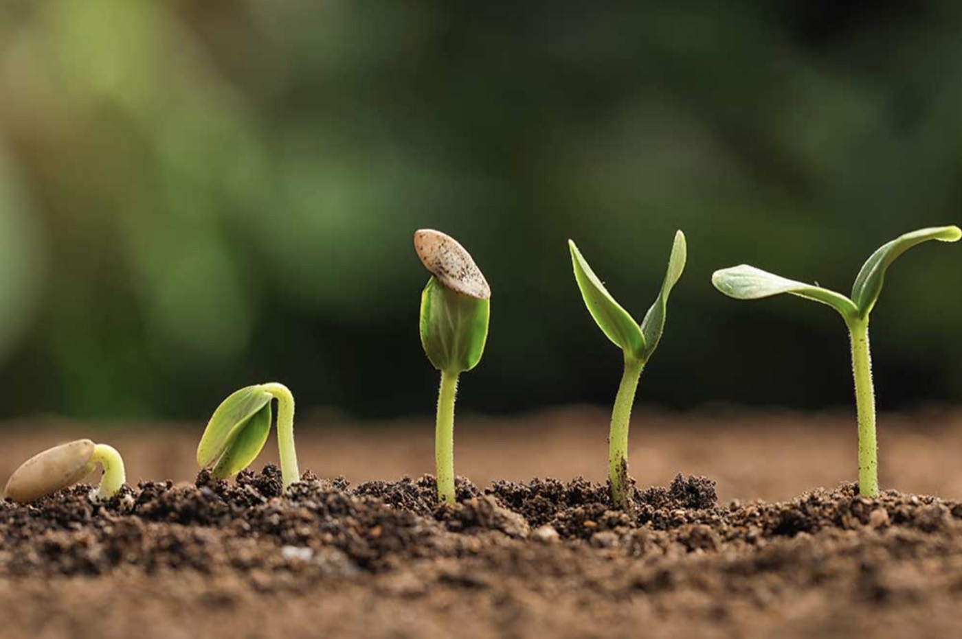 Five seedlings at increasing stages of growth sprouting from dark soil